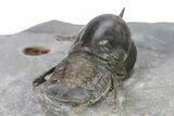 Pelagic Trilobite (Cyclopyge) Fossil - Huge Eyes #316659-4